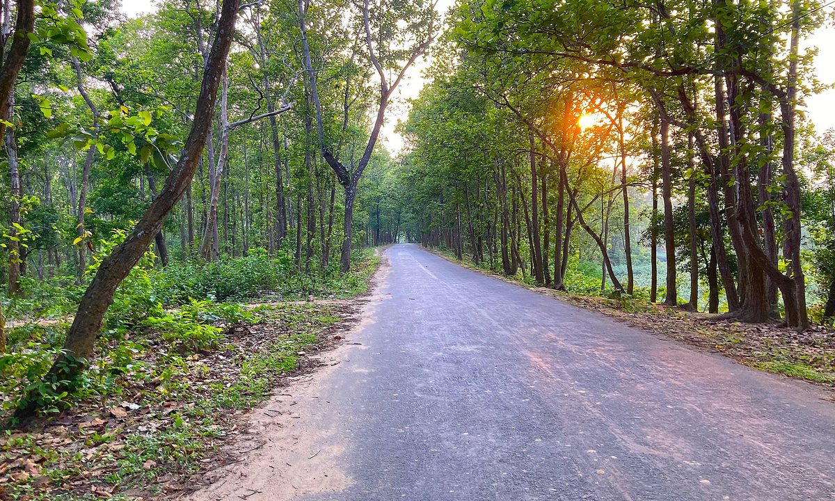 গজনী যাওয়ার পথে শাল-সেগুন বনের রাস্তা