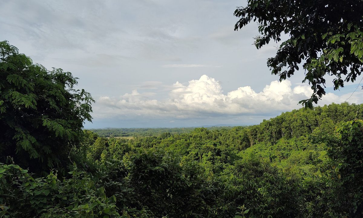 মধুটিলা ইকোপার্কের শাল-গজারির বন