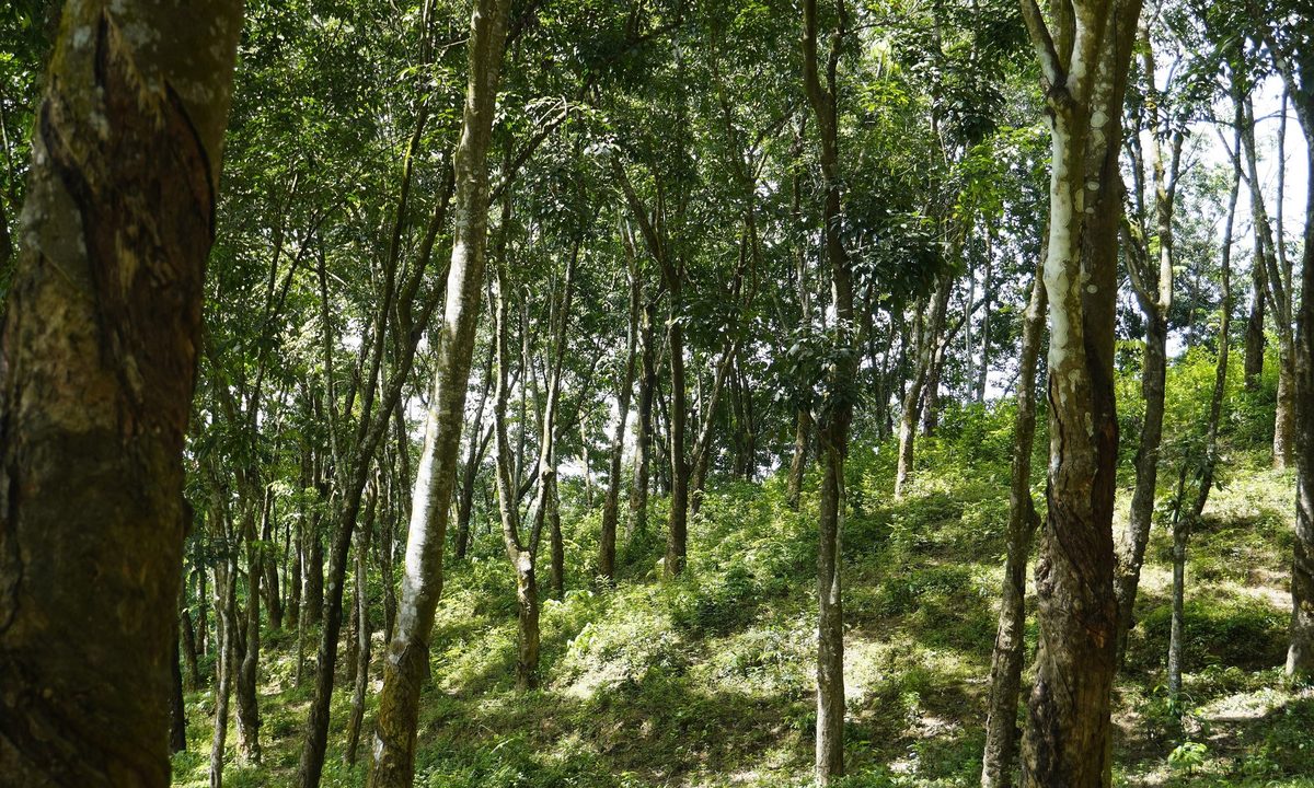 কর্ণঝোড়ার কাছে টিলাজুড়ে গাছের সারি