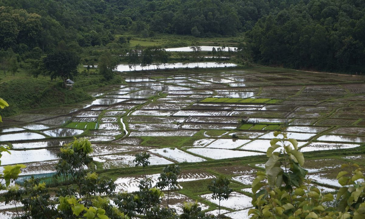 গজনীর টাওয়ার থেকে দেখা ধানক্ষেত আর বন