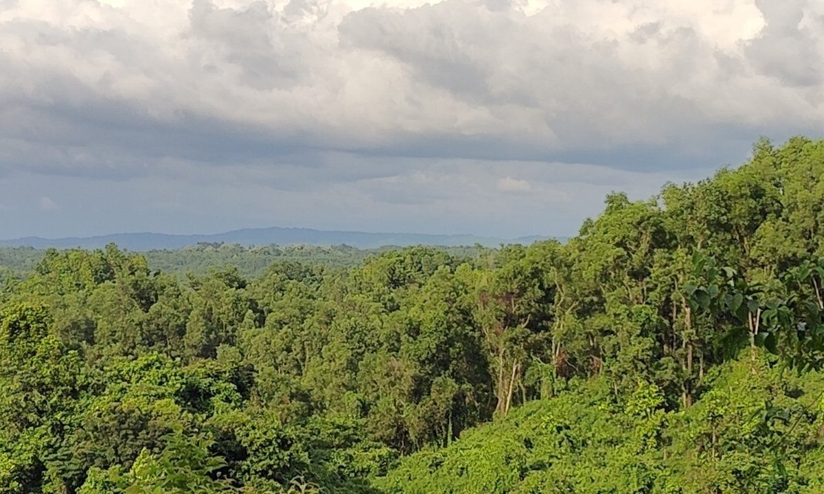 মধুটিলার পাহাড় থেকে দেখা বন