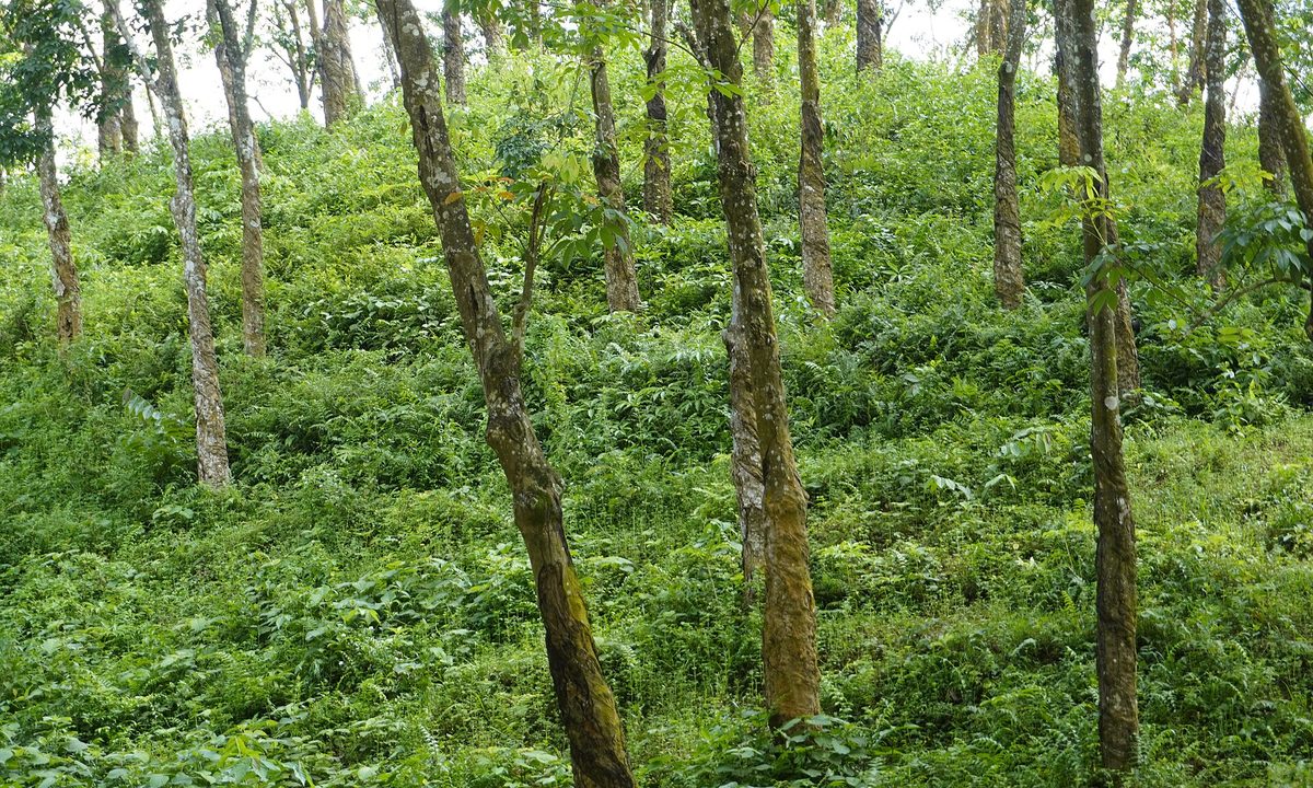 কর্ণঝোরার কাছে রাবার বাগানে ঢাকা টিলা