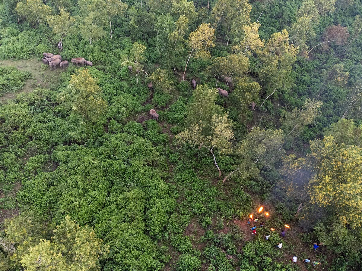 শেরপুরে বনের ভেতর বন্য হাতির দল, পাশে গ্রামবাসীর মশালের আগুন