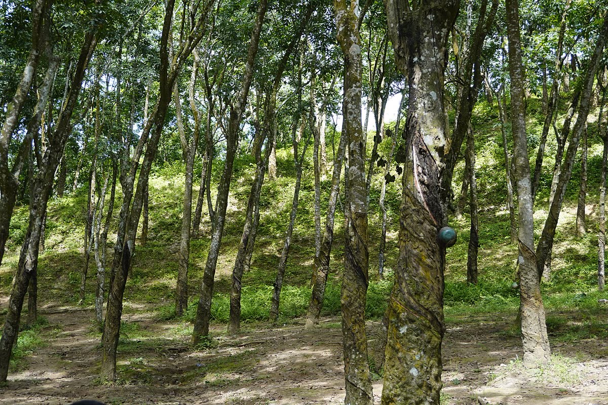 কর্ণঝোরার কাছে রাবার বাগান